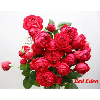 Cành Chiết Hồng Leo Red enden (Giống Hoa Hồng)