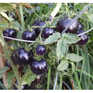 ( SIÊU HOT ) Hạt giống cà chua đen 10 hạt/ gói