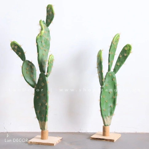 CÀNH XƯƠNG RỒNG BẸ