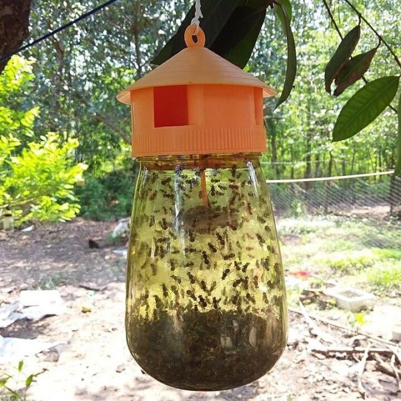 Bình bẫy ruồi - Bình + chất dẫn dụ ruồi vàng đục trái.