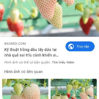 2 Ngó dâu bạch Tuyết