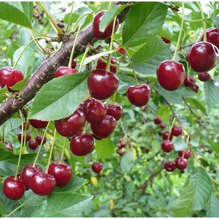 Cây Giống Cherry Anh Đào