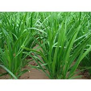 1 lạng hạt giống rau hẹ