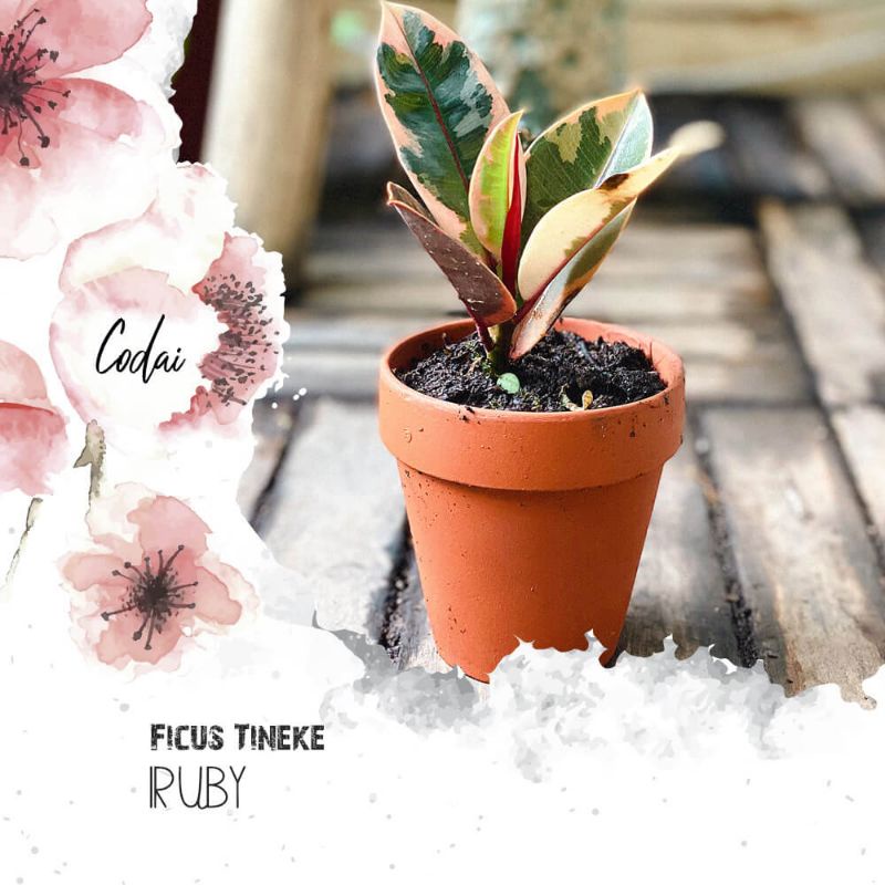 Cây Ficus Tineke Ruby (Cây Đa Cẩm Thạch Ruby) chậu đất nung size nhỏ