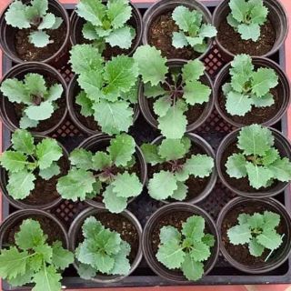 Hạt giống cải kale xanh ,