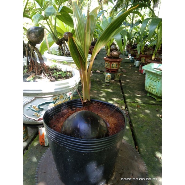 Phôi dừa  dùng làm dừa bonsai