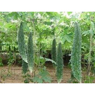#Hạt_Giống_Mướp_Đắng_Da_Cóc_F1( tặng kèm kích mầm + phân bón )