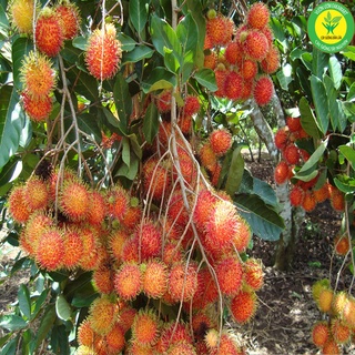 Cây chôm chôm thái trái siêu sớm