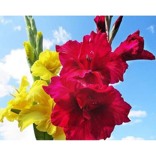 Củ hoa lay ơn đủ màu 1 củ