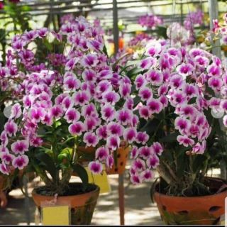 Hoa lan đenro yaya mini loại 1