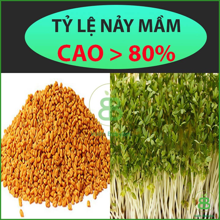 Hạt Giống Rau Mầm Thảo Dược Methi 20GR