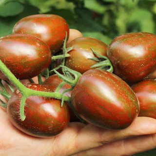 Hạt giống cà chua bi socola
