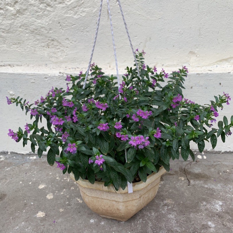 Cây hoa cẩm tú mai trồng chậu treo bán kính 30cm, xum xuê nhánh lá, nở hoa rực rỡ quanh năm, trồng ban công và sân vườn