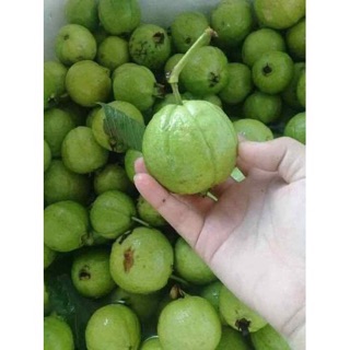 Cây giống ổi găng