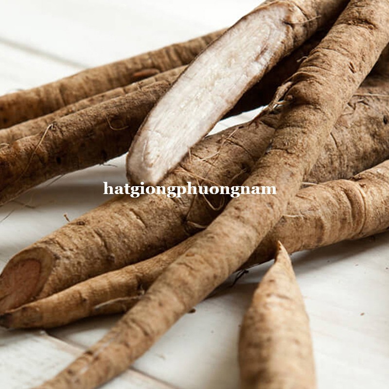 10H - HẠT GIỐNG DƯỢC LIỆU NGƯU BÀNG