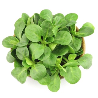 Hạt giống rau cải diếp 100h