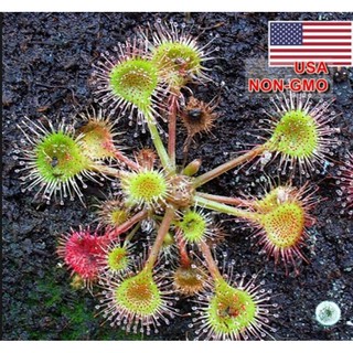 5 Hạt giống CÂY BẮT MỒI INTERMEDIA