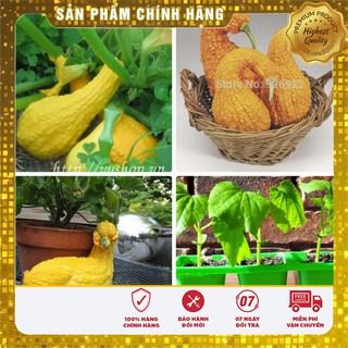 Hạt giống Bí Thiên Nga