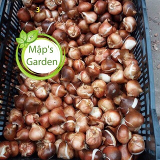 (GIỐNG HÀ LAN) củ hoa tulip