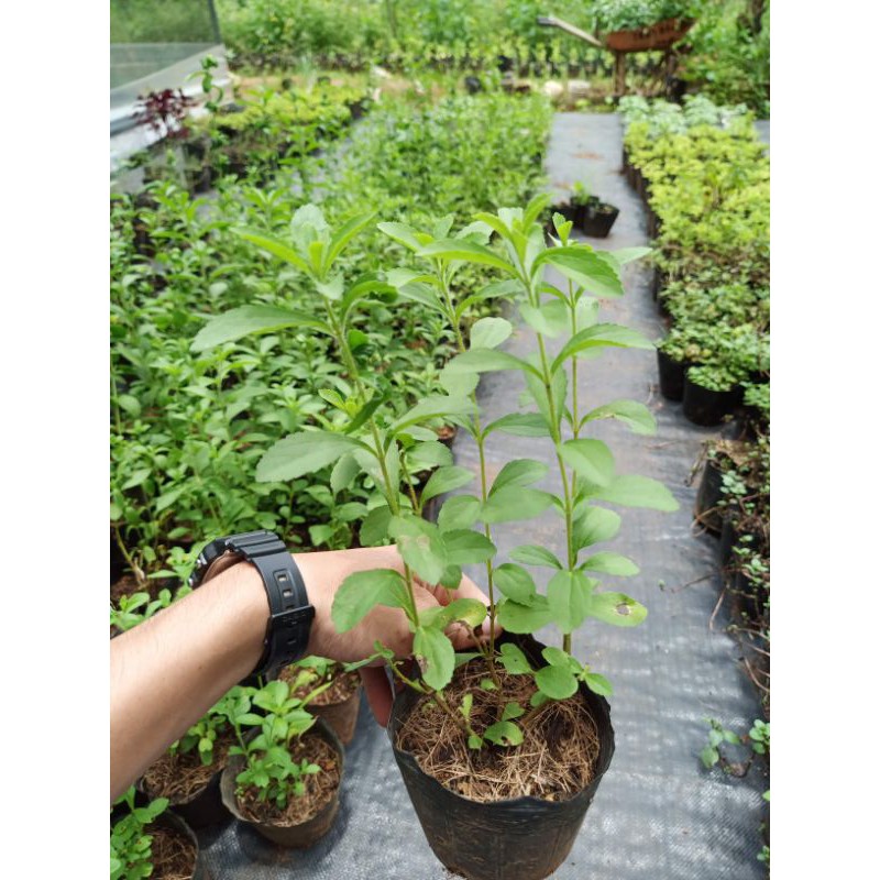 Cây cỏ ngọt Stevia