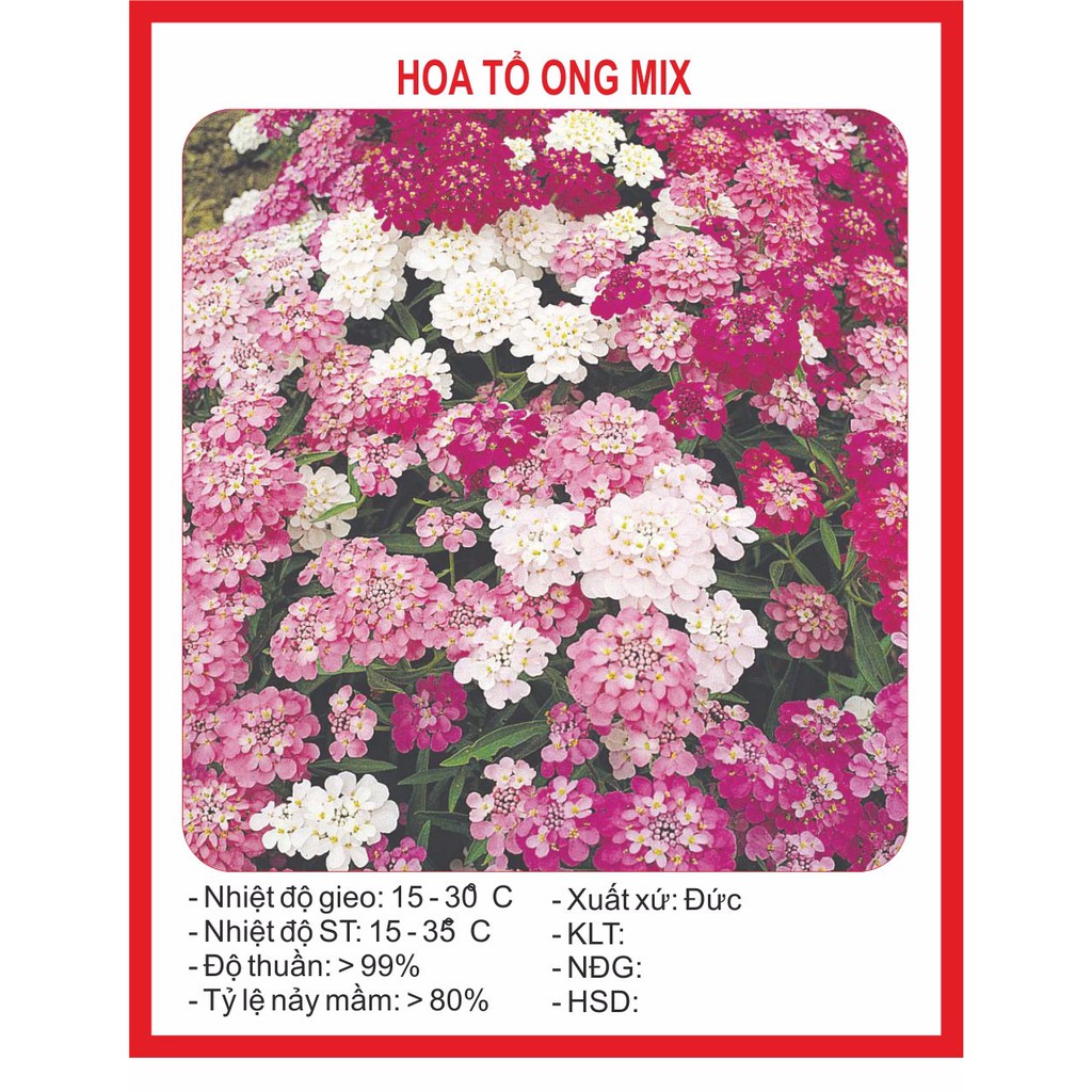 Hạt Giống Hoa Tổ Ong 100 Hạt