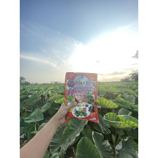 Kali king- phì củ nở bụi khoai môn