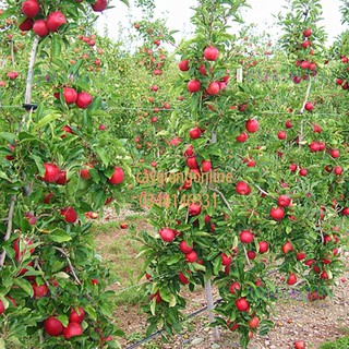 Cây táo đỏ ghép