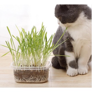 Bộ kit trồng cỏ mèo hạt lúa mạch