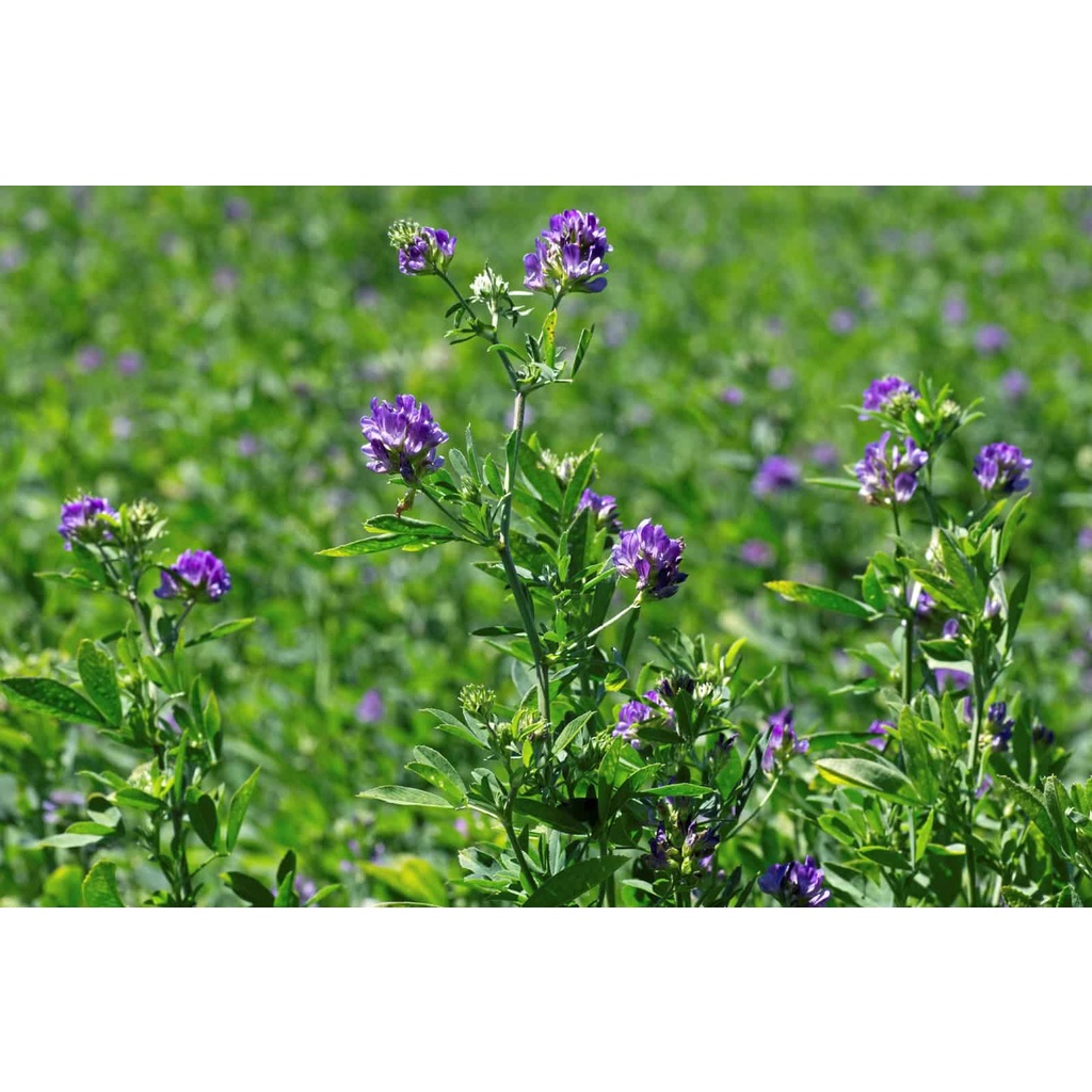 Hạt giống cỏ đậu chăn nuôi Alfalfa  - Gói 50gram
