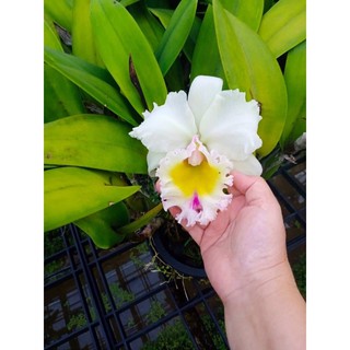 Cattleya Trắng Cây Con