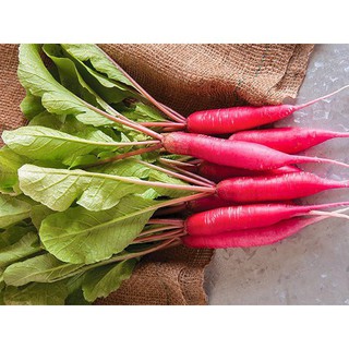 Hạt Giống Củ Cải Đỏ Dài RADO 715 Năng Suất Cao (Gói 2g)