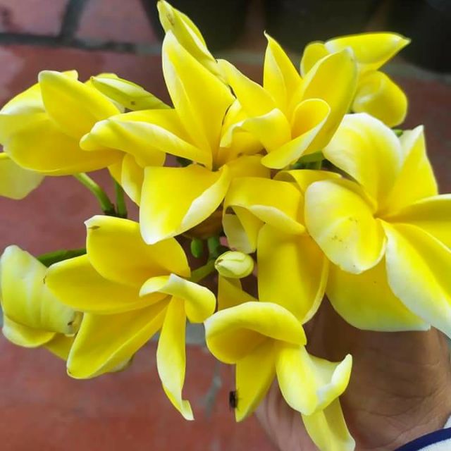 Cây 🌲 Sứ Đại... thái.. màu vàng