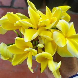 Sứ Đại... thái.. màu vàng