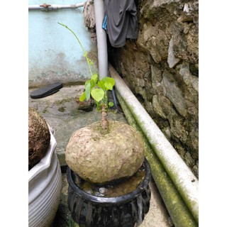củ bình vôi💥giá rẻ 0398.575.217💥💥