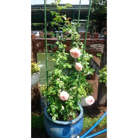 HOT] Giá đỡ hoa hồng, hoa leo đa năng kích thước cao 120cm, đường kính vòng tròn 25cm c/lượng, hg C/ty.