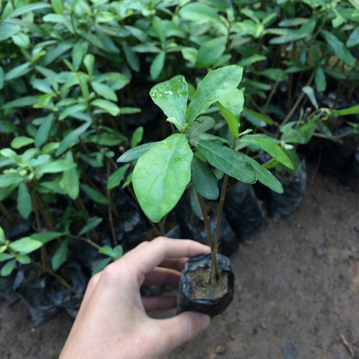 [MUA 5 TẶNG 2] Combo 5 bầu cây cúc tần Ấn Độ dễ trồng dễ chăm sóc chuẩn giống, giá rẻ