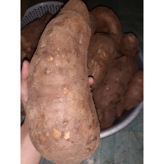 KHOAI SÂM ĐẤT CỦ TO 1kg