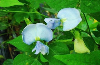 Hạt giống đậu rồng - 10gram