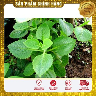 COMBO 10 GÓI HẠT GIỐNG HÚNG CHANH