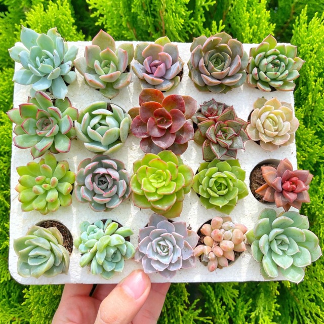 Combo sen đá vỉ mini - Sen đá mix nhiều loại