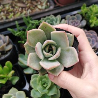 Sen đá đế vương xám/ hồng