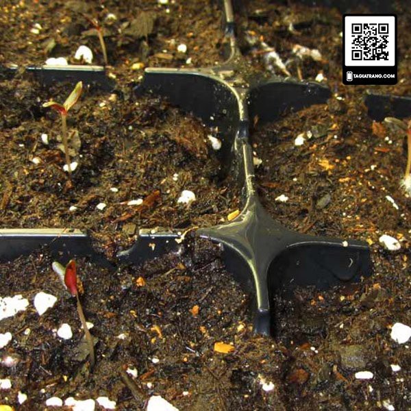 Hạt giống hoa cúc bách nhật