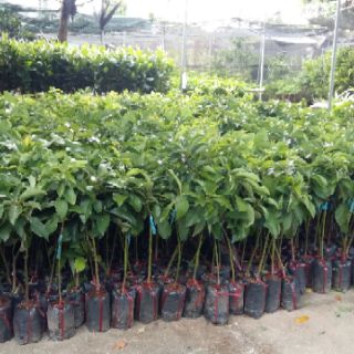 Cây bơ trái dài 034