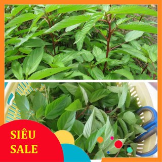 10g Hạt giống Rau Đay đỏ