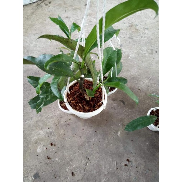 Cẩm cù hoa mũi tên