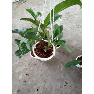 Cẩm cù hoa mũi tên