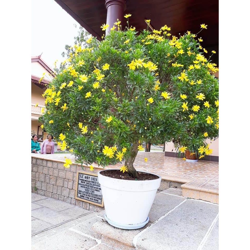 ⚡️Hạt Giống Hoa Cúc Thân Gỗ Nhà Vườn Đà Lạt⚡️ Dễ Trồng Tỉ Lệ Nảy Mầm Trên 90% Gói 30 Hạt