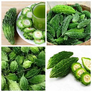 Hạt giống khổ qua