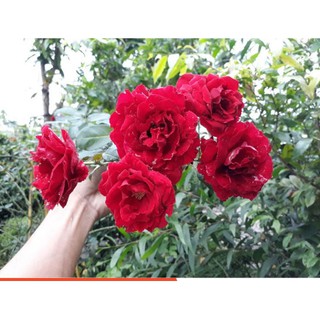 Cây giống Hồng leo cổ hải phòng giống hồng leo có màu đỏ nhung, bầu rễ khỏe mạnh nhanh ra hoa-UtNho