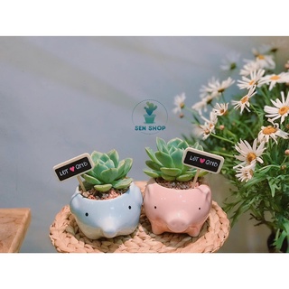 Chậu hình thú chất liệu gốm sứ .